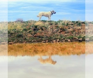Kangal Dog Puppy for sale in SILVER LAKE, OR, USA