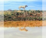 Small Kangal Dog
