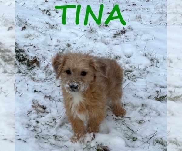 Medium Photo #4 Shorkie Tzu Puppy For Sale in HARTLAND, MN, USA