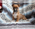 Small #2 Boxer-Jack Russell Terrier Mix