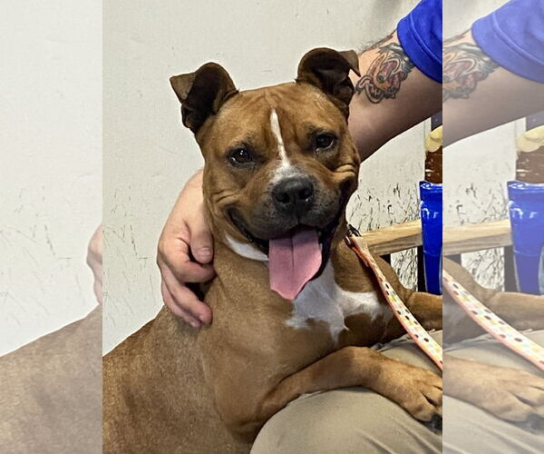 Medium Photo #1 Bullboxer Pit Puppy For Sale in Sparta, TN, USA