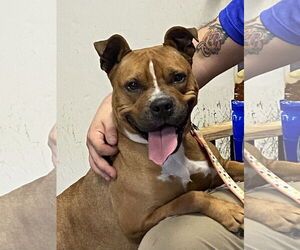 Bullboxer Pit Dogs for adoption in Sparta, TN, USA