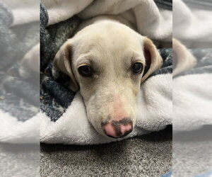 Labrador Retriever-Unknown Mix Dogs for adoption in Corpus Christi, TX, USA