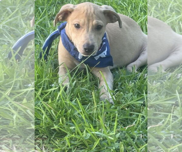 Medium Photo #2 American Pit Bull Terrier-Unknown Mix Puppy For Sale in Oakhurst, NJ, USA