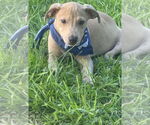 Small #1 American Pit Bull Terrier Mix