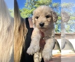 Small Photo #46 English Cream Golden Retriever Puppy For Sale in VACAVILLE, CA, USA