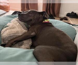 Mutt Dogs for adoption in Las Vegas, NV, USA