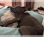 *WIGGLY GIRL - Female Mutt Dog for Adoption - Small photo
