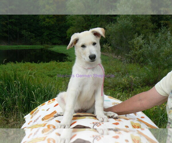 Medium Photo #10 German Shepherd Dog Puppy For Sale in PIEDMONT, MO, USA