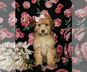 Cock-A-Poo Puppy for sale in OXFORD, PA, USA