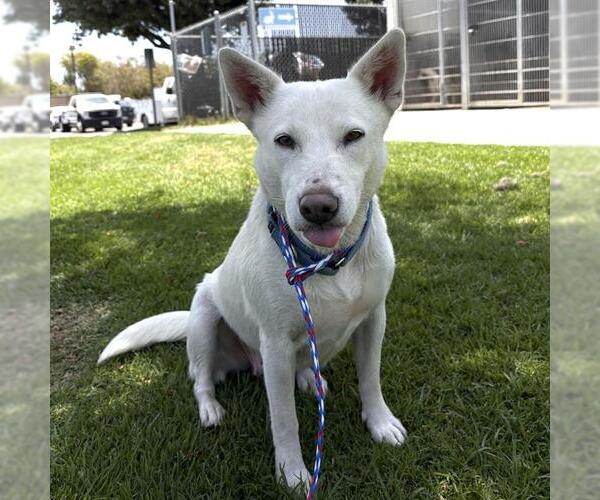 Medium Photo #1 Mutt Puppy For Sale in Camarillo, CA, USA