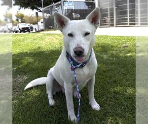 Mutt Dogs for adoption in Camarillo, CA, USA