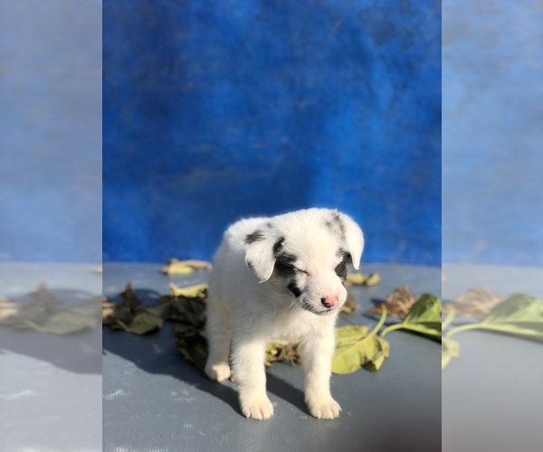 Medium Photo #3 Australian Shepherd-Saint Bernard Mix Puppy For Sale in BAKERSFIELD, CA, USA
