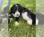 Small Photo #7 Bernedoodle-Poodle (Standard) Mix Puppy For Sale in RICHMOND, IL, USA