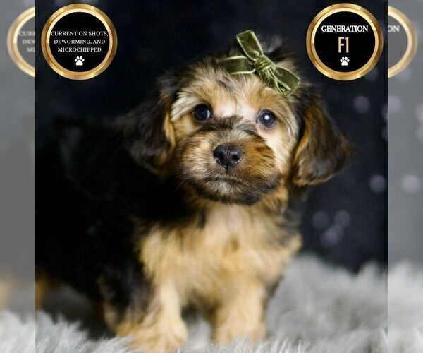 Medium Photo #67 YorkiePoo Puppy For Sale in WARSAW, IN, USA