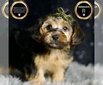 Small #8 YorkiePoo