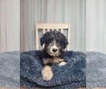 Small Photo #4 Aussiedoodle Puppy For Sale in GOSHEN, IN, USA