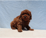 Small #2 Poodle (Toy)