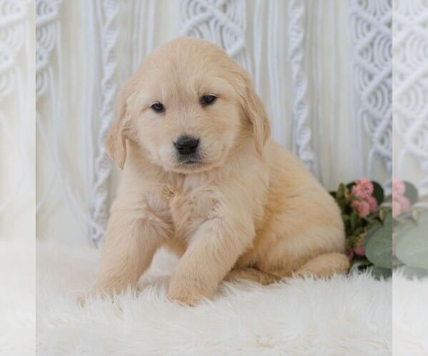 Medium Photo #4 Golden Retriever Puppy For Sale in NEWPORT, PA, USA