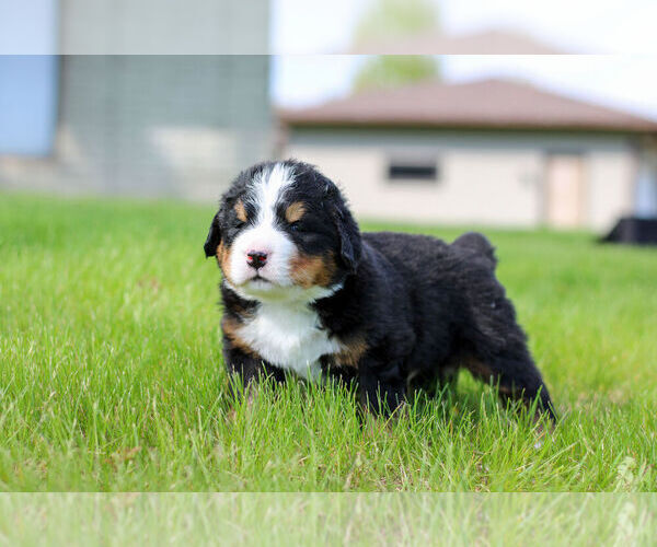 Medium Photo #14 Bernese Mountain Dog Puppy For Sale in AMANA, IA, USA