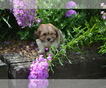 Puppy Breeze Mal-Shi