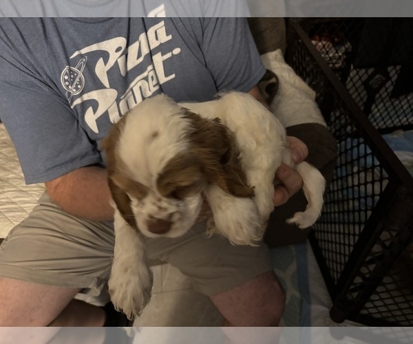 Medium Photo #4 Cockalier Puppy For Sale in COLBERT, GA, USA