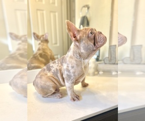 French Bulldog Puppy for sale in HOUSTON, TX, USA