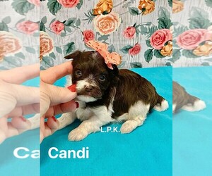 YorkiePoo Puppy for sale in WINNSBORO, LA, USA