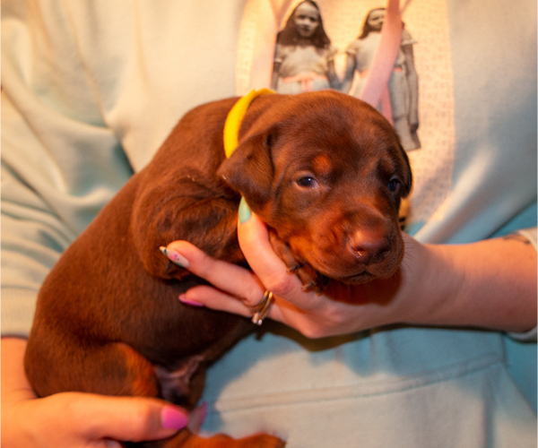 Medium Photo #9 Doberman Pinscher Puppy For Sale in PALMDALE, CA, USA