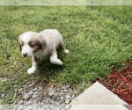Small Photo #5 Miniature Australian Shepherd Puppy For Sale in ROCKY MOUNT, VA, USA