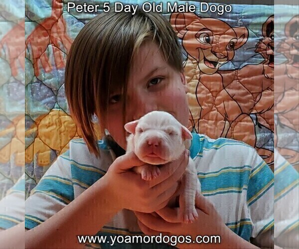 Medium Photo #11 Dogo Argentino Puppy For Sale in JANE, MO, USA
