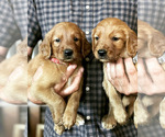 Small Photo #7 Golden Retriever Puppy For Sale in AQUILLA, TX, USA