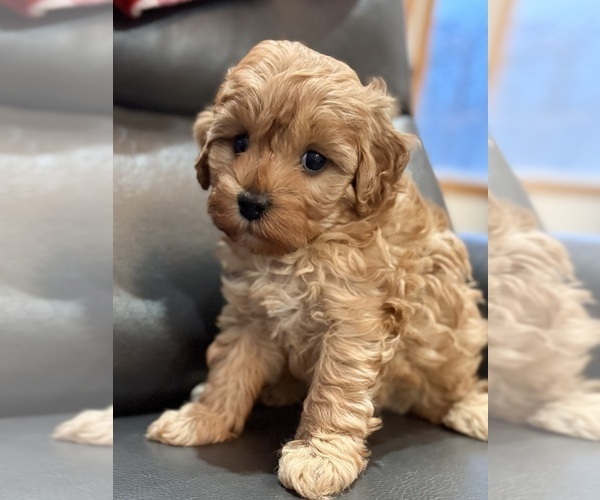 Medium Photo #3 Cavapoo (Miniature) Puppy For Sale in WAUSEON, OH, USA