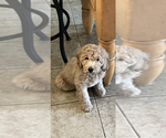 Small Photo #6 Labradoodle Puppy For Sale in CONCORD, CA, USA