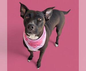 Labrador Retriever-Unknown Mix Dogs for adoption in Bakersfield, CA, USA