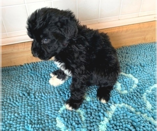 Medium Photo #4 Portuguese Water Dog Puppy For Sale in LAKEVIEW, MI, USA