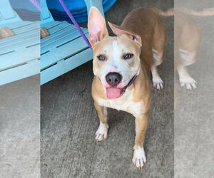 American Pit Bull Terrier-Unknown Mix Dogs for adoption in Crete, IL, USA