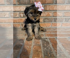 Yorkshire Terrier Puppy for sale in INDIANAPOLIS, IN, USA