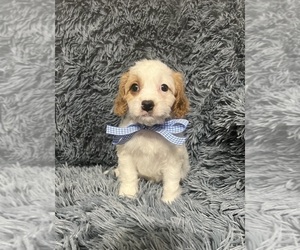 Cavapoo Puppy for sale in JEFFERSONVILLE, IN, USA