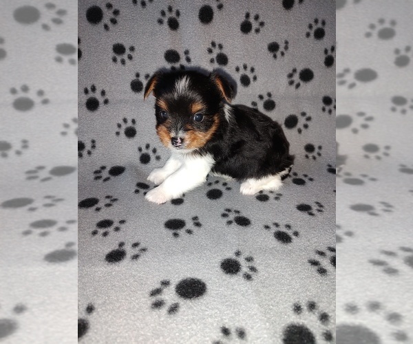 Medium Photo #5 Biewer Yorkie Puppy For Sale in LAPEER, MI, USA