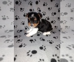 Small #4 Biewer Yorkie