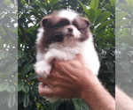 Small Photo #43 Pomeranian Puppy For Sale in PALM BCH GDNS, FL, USA