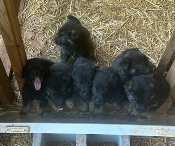 Medium Photo #1 German Shepherd Dog Puppy For Sale in NORCROSS, GA, USA