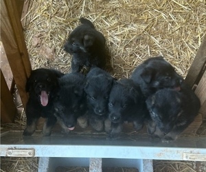 German Shepherd Dog Puppy for sale in NORCROSS, GA, USA