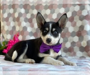 Pomsky Puppy for sale in LANCASTER, PA, USA