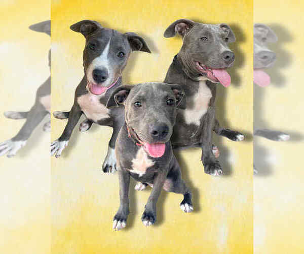 Medium Photo #1 American Pit Bull Terrier Puppy For Sale in FRAMINGHAM, MA, USA