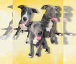 Small American Pit Bull Terrier