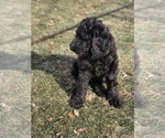 Small Photo #6 Goldendoodle Puppy For Sale in BELLEVUE, NE, USA