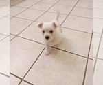 Small Photo #6 West Highland White Terrier Puppy For Sale in HAM LAKE, MN, USA