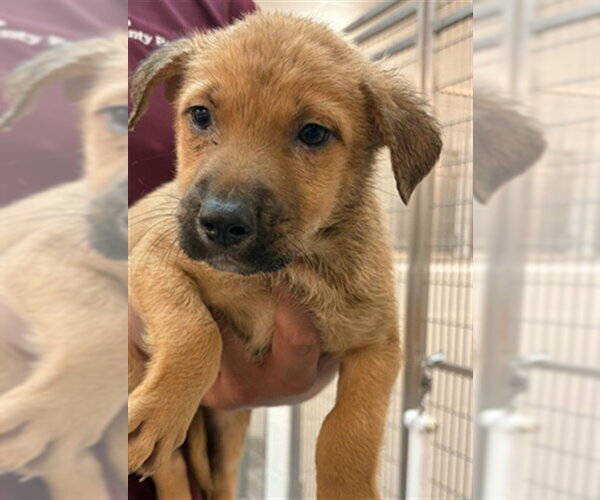 Medium Photo #2 Mutt Puppy For Sale in Houston, TX, USA
